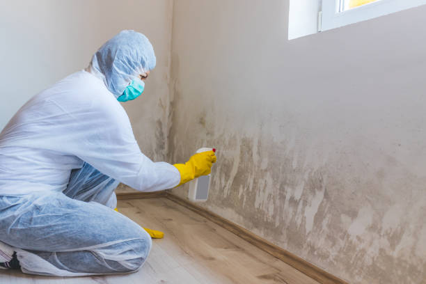 Licensed Basement Mold Remediation service in Falcon, NC - WQB Mold Removal