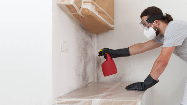 Professional Basement Mold Remediation technician working in Falcon, NC