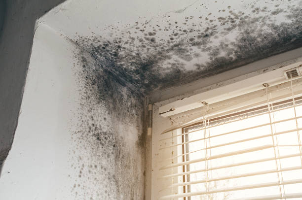 Affordable Basement Mold Remediation solutions in Falcon, NC
